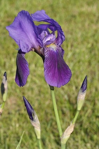 Iris × germanica