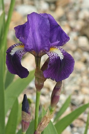 Iris × germanica