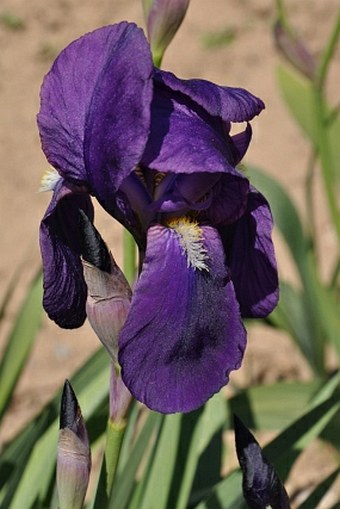 Iris × germanica