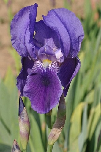 Iris × germanica