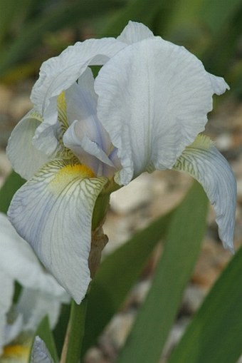 Iris × germanica