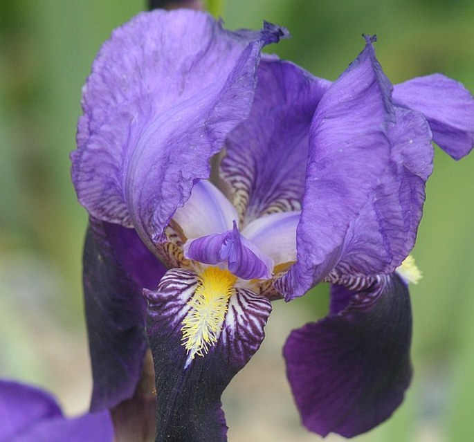 Iris × germanica