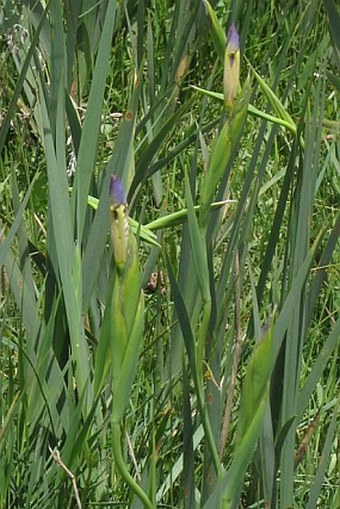 Iris spuria subsp. musulmanica