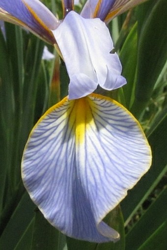 Iris spuria subsp. musulmanica