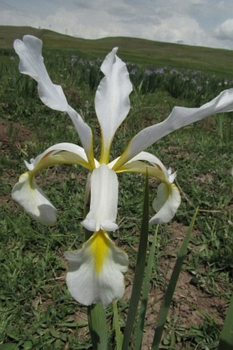 Iris spuria subsp. musulmanica