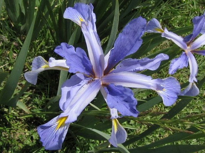 Iris spuria subsp. musulmanica