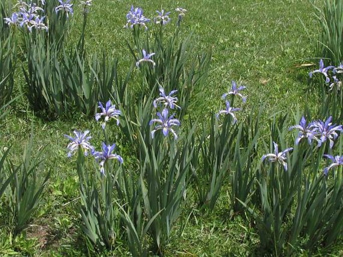 Iris spuria subsp. musulmanica