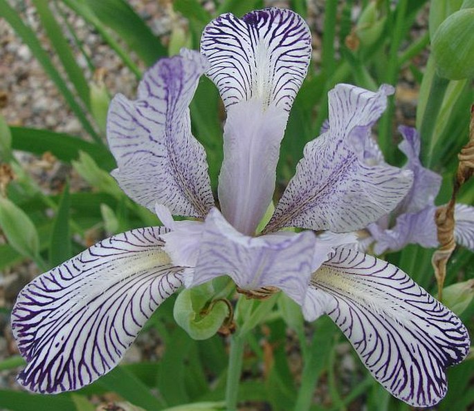 Iris reginae