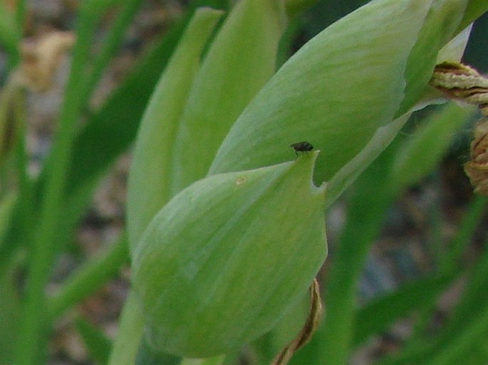 Iris reginae