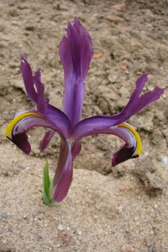 Iris rosenbachiana