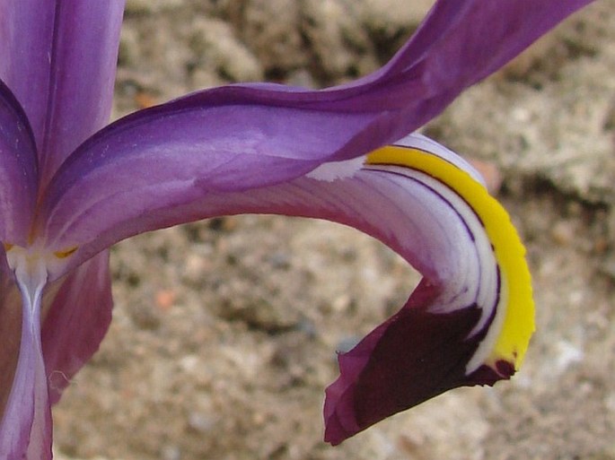 Iris rosenbachiana