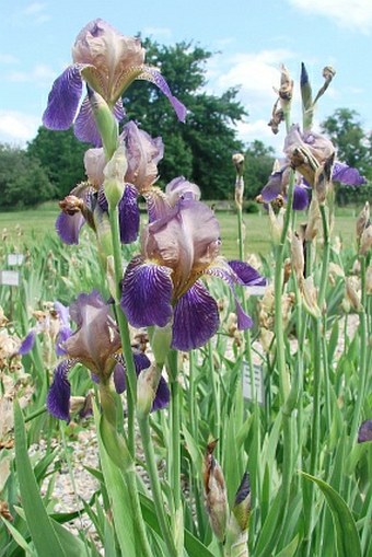 Iris × sambucina