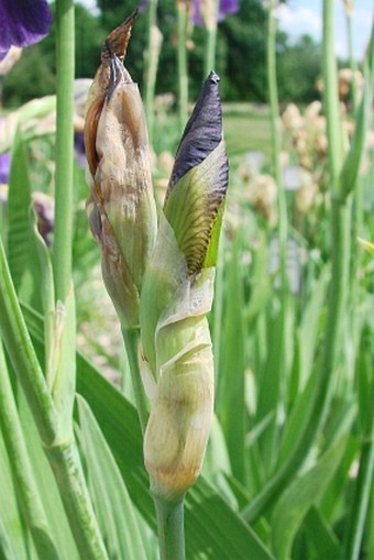 Iris × sambucina