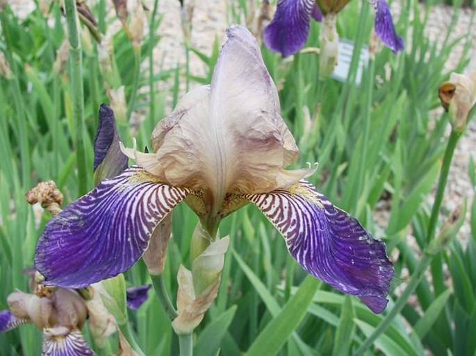 Iris × sambucina