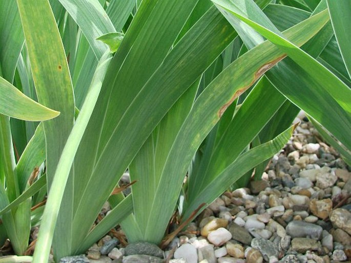 Iris × sambucina
