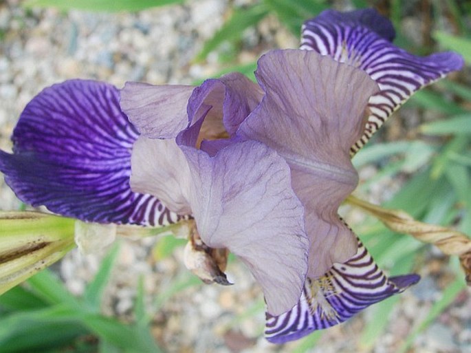 Iris × sambucina