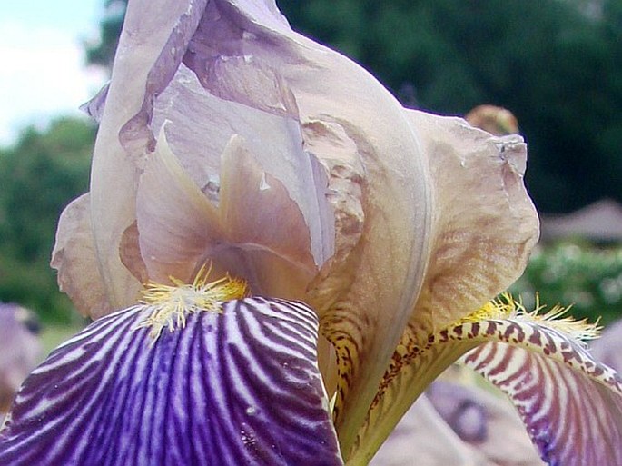 Iris × sambucina