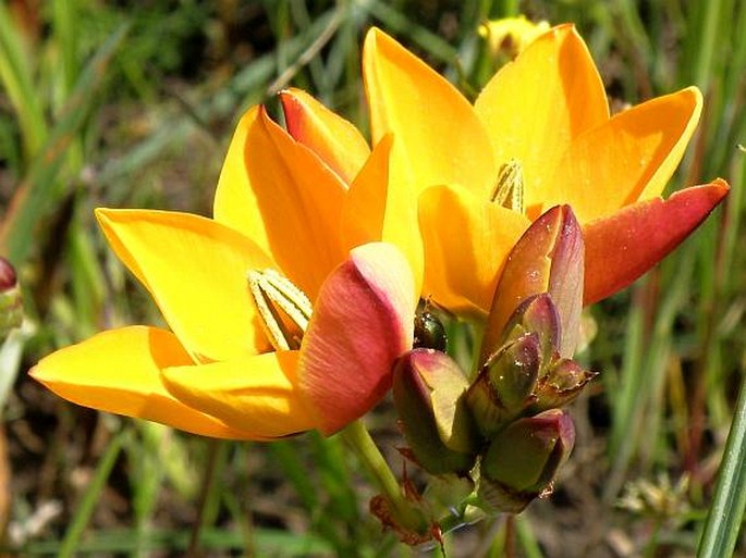 Ixia curta