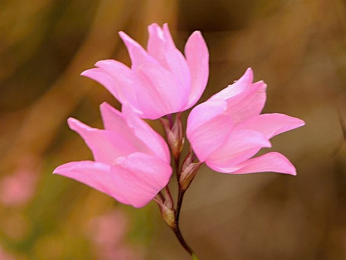 Ixia micrandra