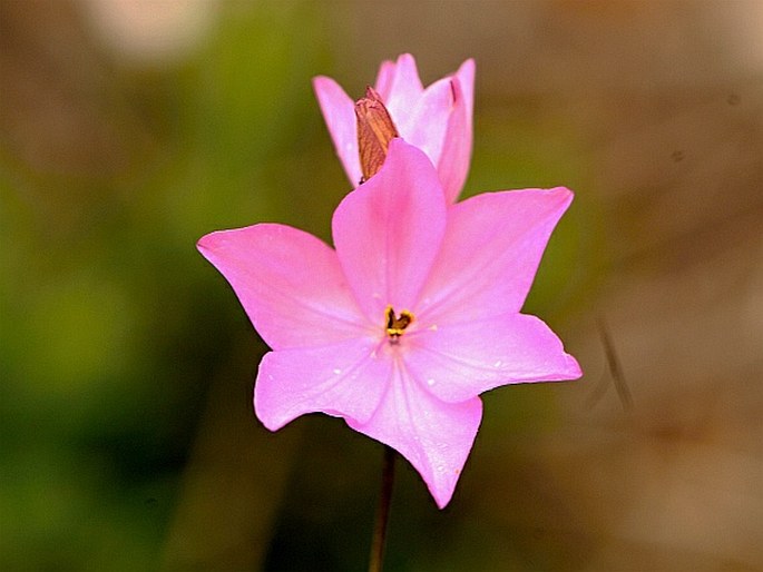 Ixia micrandra