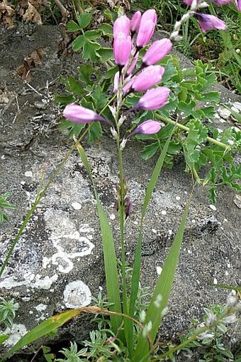 Ixia purpureorosea