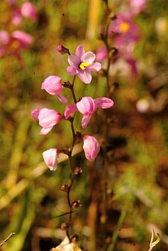 Ixia scillaris