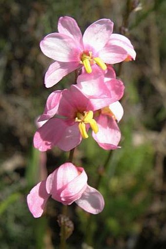 Ixia scillaris