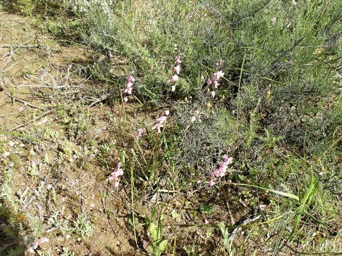 Ixia scillaris