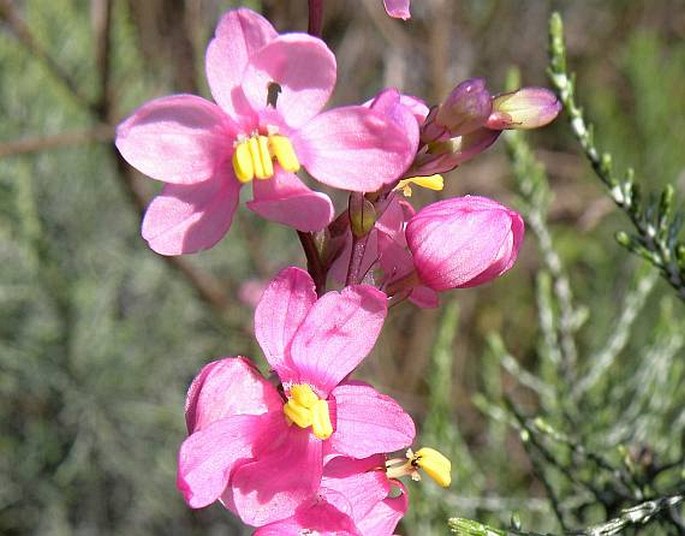 Ixia scillaris