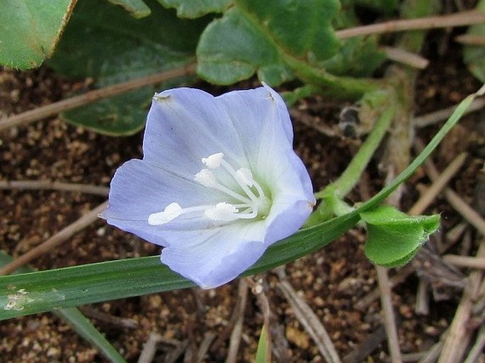 Jacquemontia ovalifolia subsp. sandwicensis