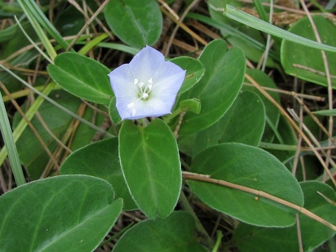 Jacquemontia ovalifolia subsp. sandwicensis