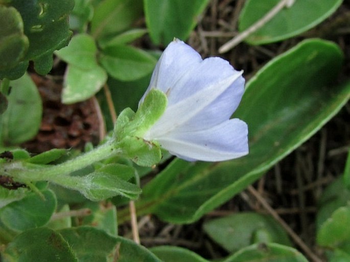 Jacquemontia ovalifolia subsp. sandwicensis