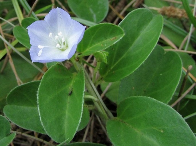 JACQUEMONTIA OVALIFOLIA subsp. SANDWICENSIS (A. Gray) K. R. Robertson