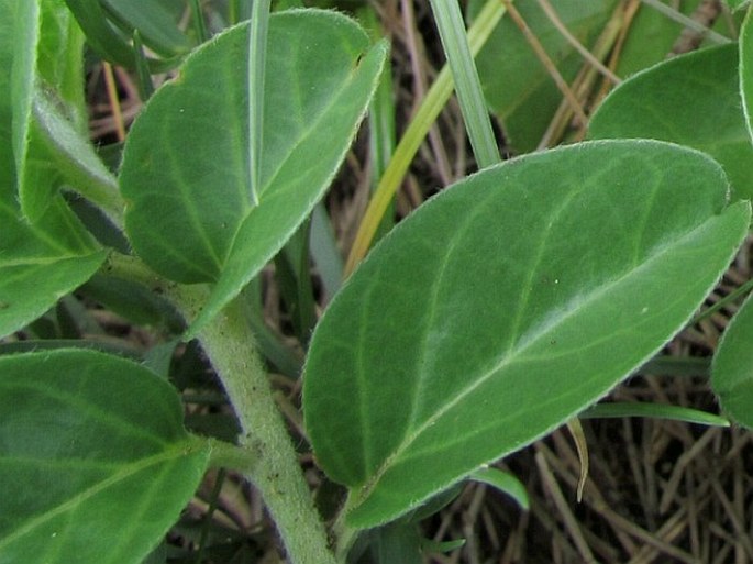 Jacquemontia ovalifolia subsp. sandwicensis