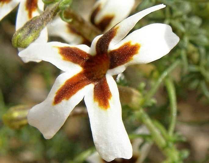 Jamesbrittenia tortuosa