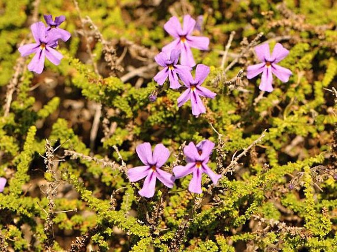 JAMESBRITTENIA MICROPHYLLA (L. f.) Hilliard