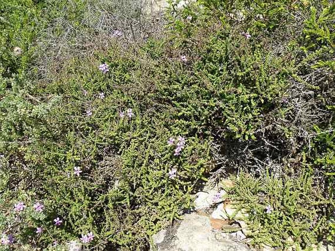 Jamesbrittenia microphylla