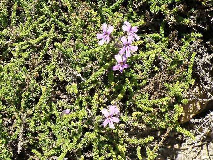 Jamesbrittenia microphylla