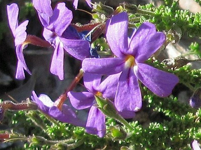 Jamesbrittenia microphylla