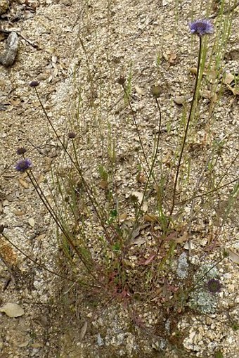 Jasione echinata