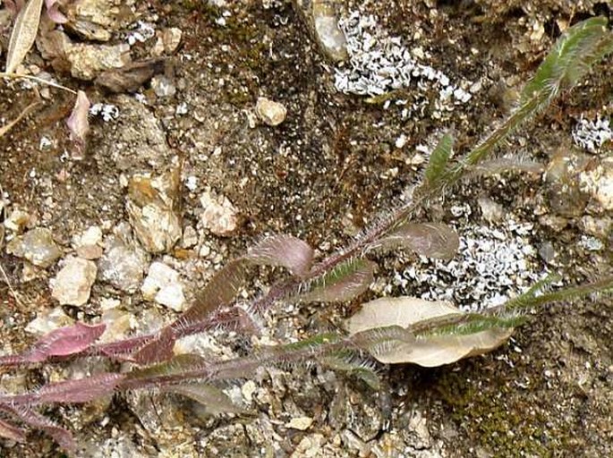 Jasione echinata