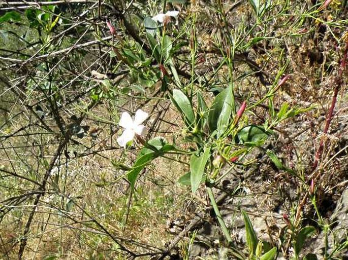 Jasminum grandiflorum subsp. floribundum