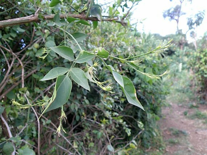 Jasminum grandiflorum subsp. floribundum