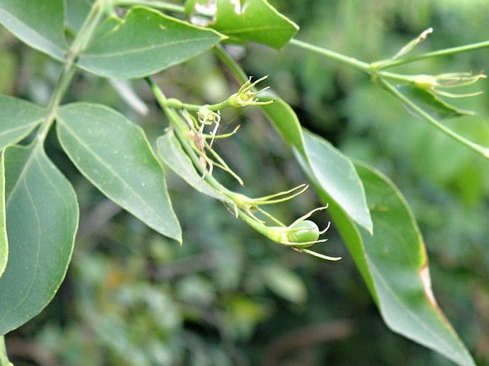 Jasminum grandiflorum subsp. floribundum