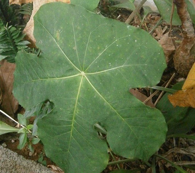 Jatropha podagrica