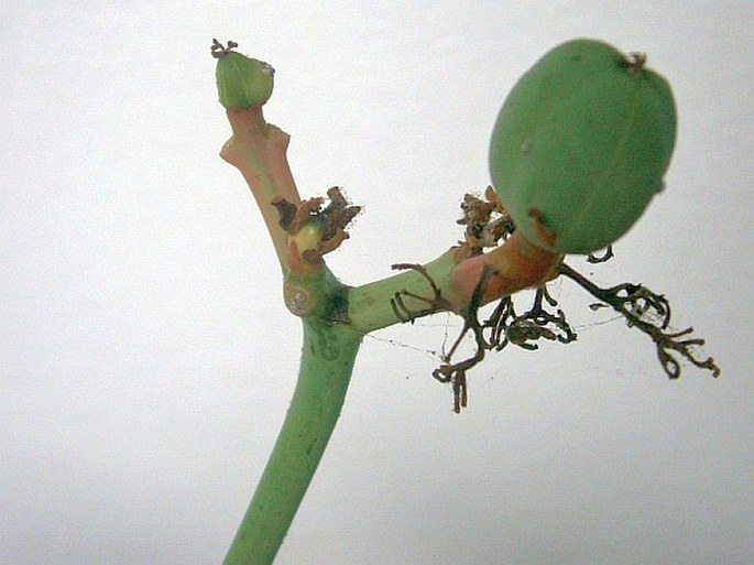 Jatropha podagrica