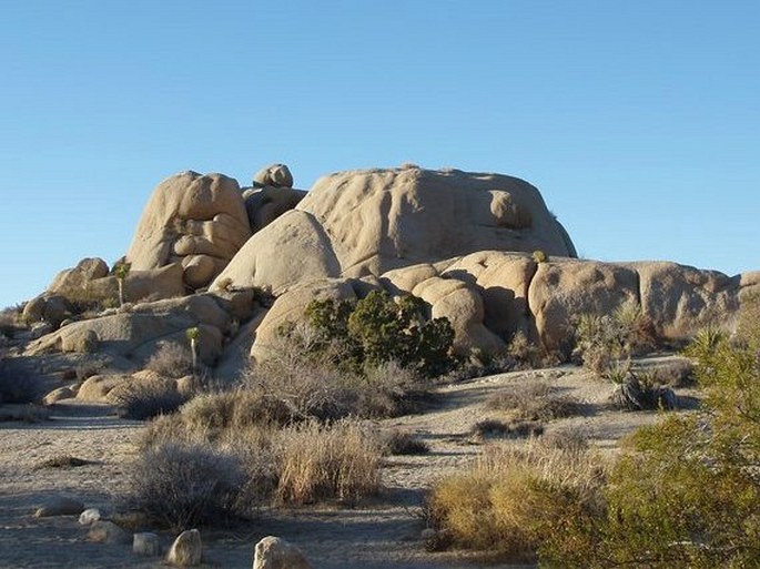 Joshua Tree National Park