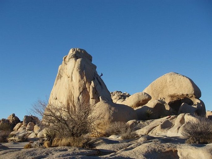 Joshua Tree National Park