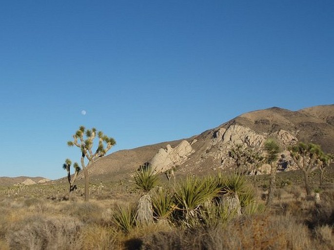 Joshua Tree National Park