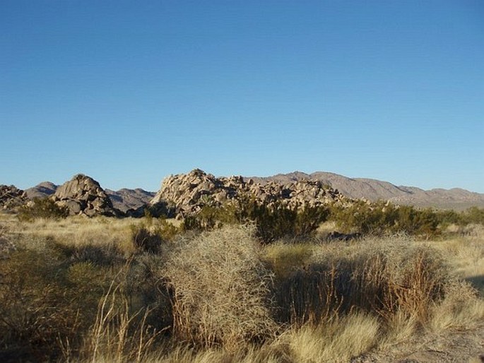 Joshua Tree National Park